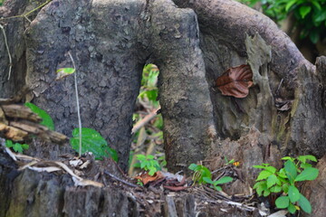 roots of tree