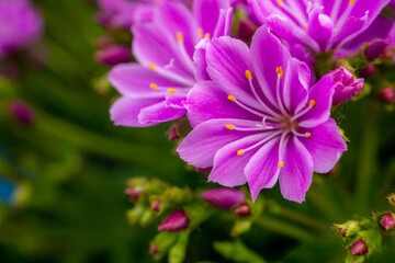 Macro closeup of blooming Lewisia cotyledon flowers with green leaves