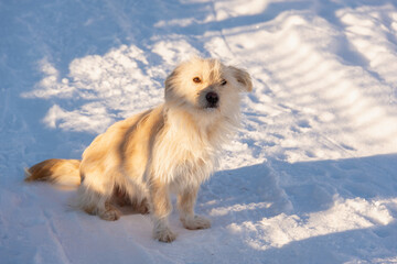Homeless red dog on the road in the snow. Winter.