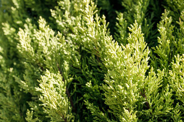 green branches of a plant thuja western