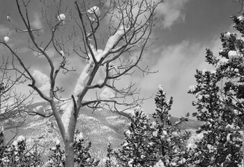 Snow-Covered Tree Branches, Rock Mountain National Park