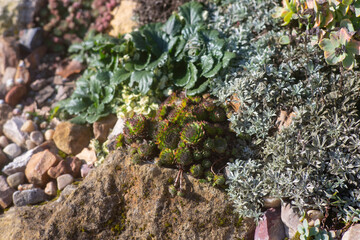 Saxifrage Plants of the Alpine slide