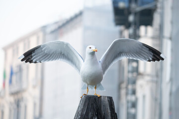 Seagull with wings open, just landed