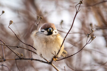 A small fluffy sparrow sits on a branch on a cloudy cold day. Close up.