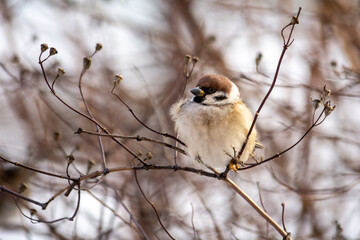 A small fluffy sparrow sits on a branch on a cloudy cold day. Close up.