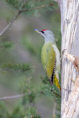 
grey-headed woodpecker