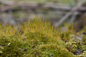 moss