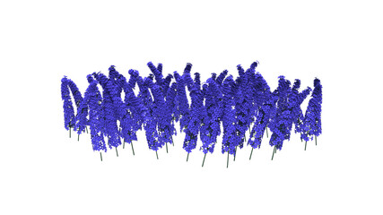 blue delphinium flower without shadow 3d render
