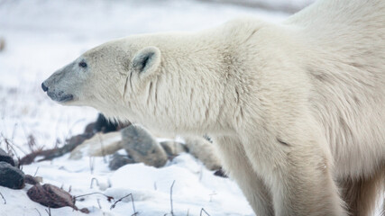 Obraz na płótnie Canvas polar bear in the snow 03