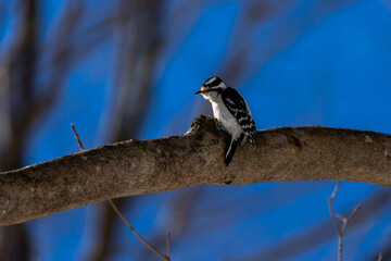 Downy Woodpecker
