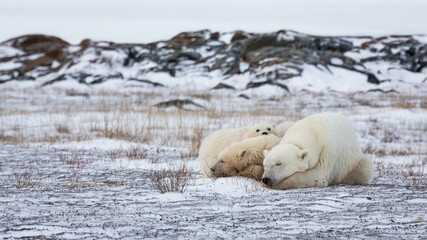 sleeping polar bear with two cubs © Jake