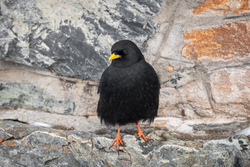 Adult alpine chough ( Pyrrhocorax graculus) sitting on the wall of a building high in the mountains