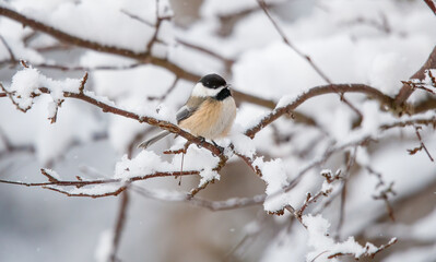 Cute chickadee on tree branch