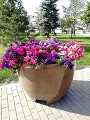 Beautiful petunia flowers in a large vase