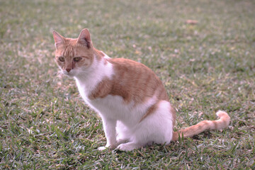 One arm cat sits in a grass while staring curiously.