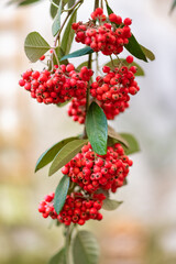 A cotoneaster tree, with small red berries on a branch in winter
