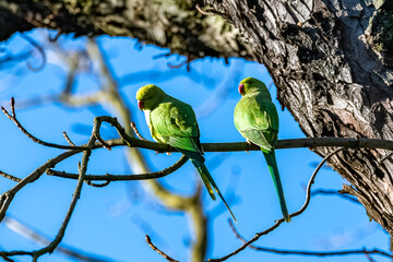 Two Alexandrine Parakeets, beautiful birds in a park in Paris in winter
