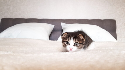 a lop-eared kitten looks into the camera and lies on a bed with white bed linen