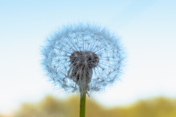 Fototapeta premium Dandelion is white, fluffy, blurred background, close-up.