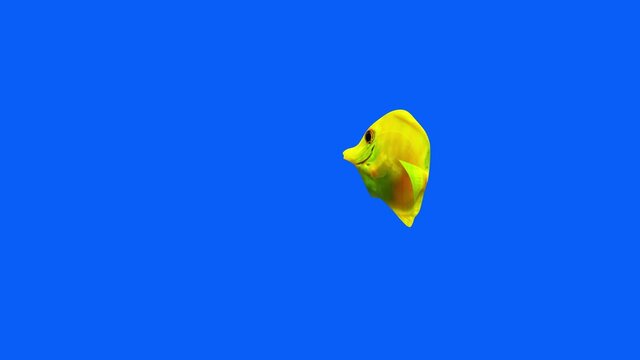 Yellow Tang Fish Aquarium Video, FISH Animation, Fish Swim blue Screen Video, 3D Animation, Underwater, Yellow tang fish feeding in aquarium., Near camera, aquatic animals, 4K Footage	