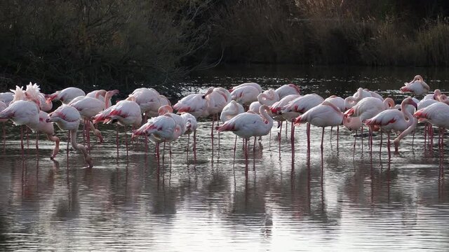 Flamingos in Camargue, France. Parc ornithologique de Pont de Gau, Camargue, France