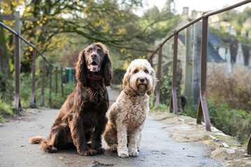 Dogs in Bibury