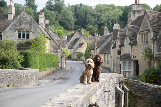 Dogs in Castle Coombe