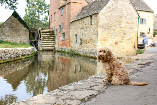 Dogs In Lower Slaughter