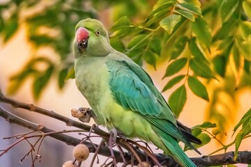 Green beautiful parrot on a branch with the berry 