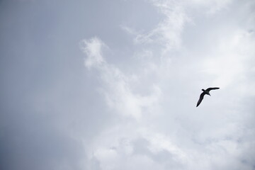 too good to be captured