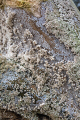 Driftwood covered in white barnacles. Barnacle texture.