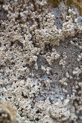 Driftwood covered in white barnacles. Barnacle texture.