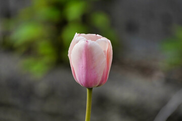 pink tulip flower