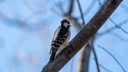 woodpecker on a branch