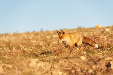 Fox sniffing in full freedom, suspicious and cunning.
