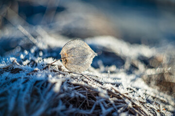 artistic picture with Shallow depth of field - frozen plants in the garden