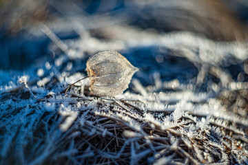 artistic picture with Shallow depth of field - frozen plants in the garden