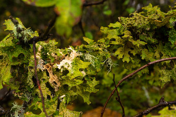 Tree lungwort covering a branch. Lobaria pulmonaria.