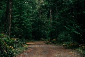 Trail through the dark forest woods on Cortes Island, BC