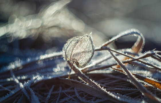 artistic picture with Shallow depth of field - frozen plants in the garden