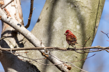 House Finch