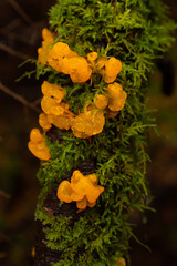Witches butter mushroom on a mossy tree. Tremella mesenterica.