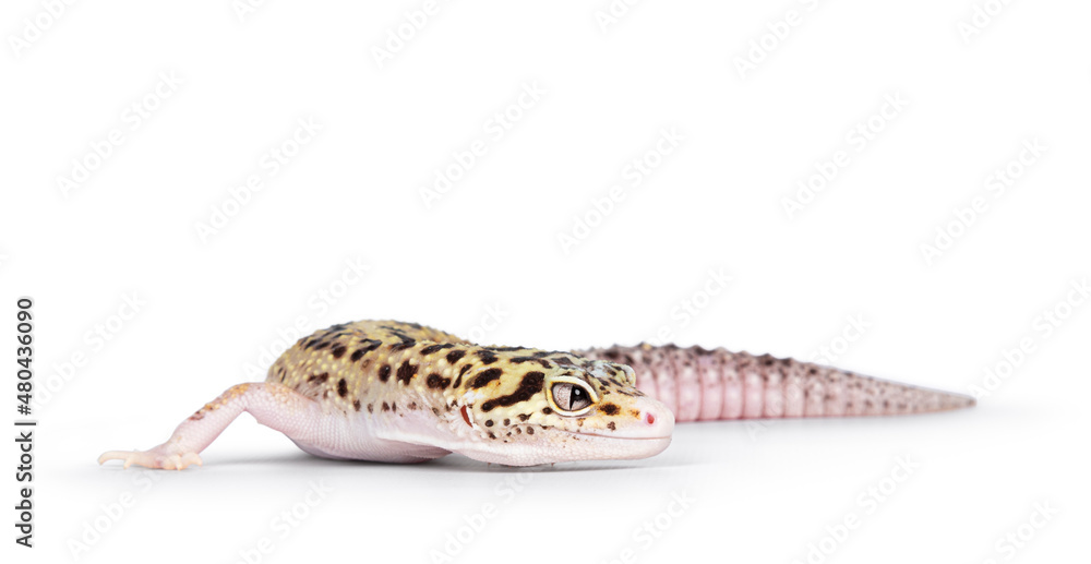 Poster beautiful mack snow eclipse colored eublepharis macularius or leopard gecko, standing side ways. iso