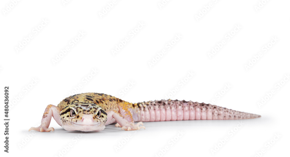 Aufkleber Beautiful Mack Snow Eclipse colored  Eublepharis macularius or Leopard Gecko, standing side ways. Isolated on a white background. Head turned to the camera showing both eyes.