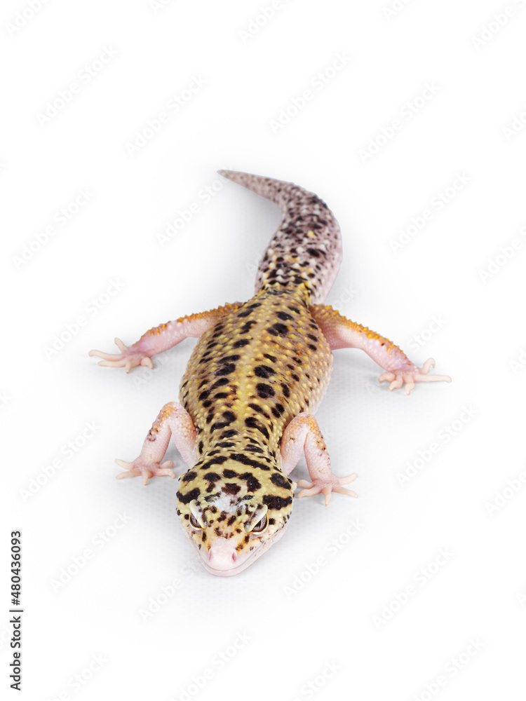 Poster top view of beautiful mack snow eclipse colored eublepharis macularius or leopard gecko, standing. i