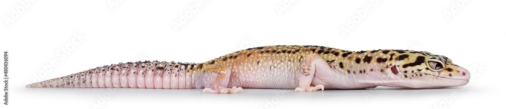Aufkleber beautiful mack snow eclipse colored eublepharis macularius or leopard gecko, standing side ways. iso