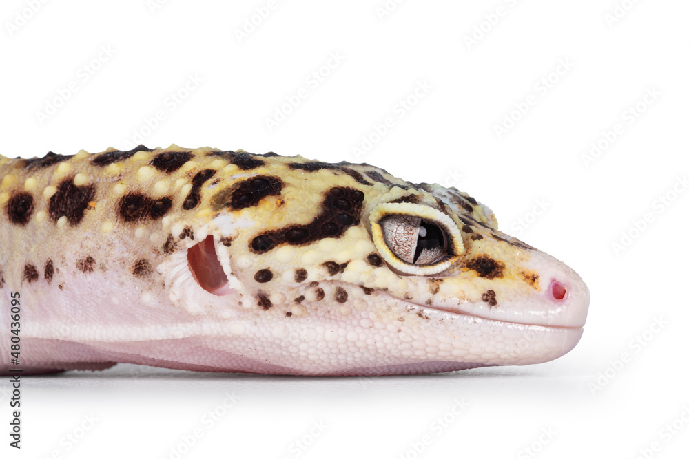 Poster head shot of beautiful mack snow eclipse colored eublepharis macularius or leopard gecko, standing s