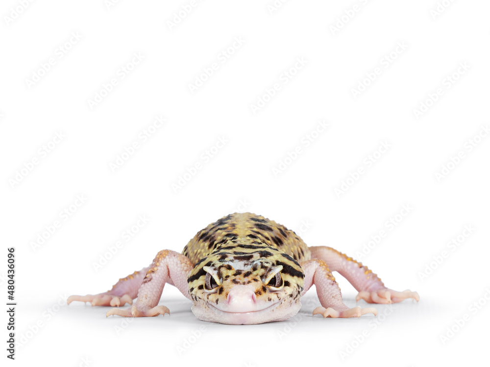 Poster head shot of beautiful mack snow eclipse colored eublepharis macularius or leopard gecko, standing f