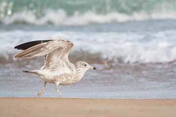 Shorebirds on Atlantic beach shore
