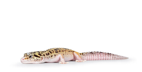 Beautiful Mack Snow Eclipse colored  Eublepharis macularius or Leopard Gecko, standing side ways. Isolated on a white background. Head turned to the camera showing both eyes.